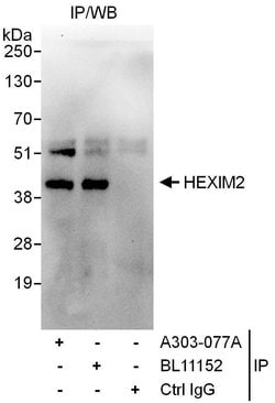 HEXIM2 Rabbit anti-Human, Polyclonal, Bethyl Laboratories 100 &mu;L; Unconjugated:Antibodies,