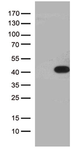 HEYL Mouse anti-Human, Clone: OTI4D8, lyophilized, TrueMAB 100 &mu;g; Unconjugated:Antibodies,