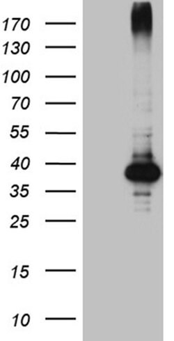 HFE2 Monoclonal Antibody (OTI8F4), TrueMAB , OriGene 100 &mu;L; Unconjugated:Antibodies,