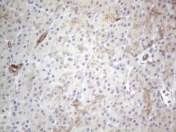HGF Monoclonal Antibody (OTI1D2), TrueMAB , OriGene 30 &mu;L; Unconjugated:Antibodies,