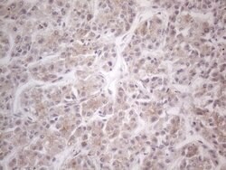 HGF Monoclonal Antibody (OTI1D2), TrueMAB , OriGene 30 &mu;L; Unconjugated:Antibodies,