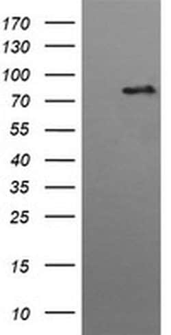 HGS Monoclonal Antibody (OTI3H7), TrueMAB , OriGene:Antibodies:Primary