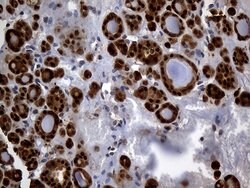 HHLA3 Mouse anti-Human, Clone: OTI10B4, lyophilized, TrueMAB 100 &mu;g | Buy Online | Origene Technologies | Fisher Scientific