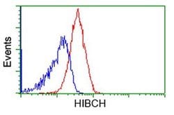 HIBCH Monoclonal Antibody (OTI4G1), TrueMAB , OriGene:Antibodies:Primary