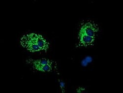HIBCH Monoclonal Antibody (OTI3D11), TrueMAB , OriGene 100 &mu;L; Unconjugated:Antibodies,