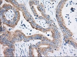 HIBCH Mouse anti-Canine, Human, Clone: OTI3H5, lyophilized, TrueMAB 100
