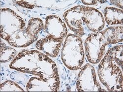 HIBCH Mouse anti-Canine, Human, Clone: OTI3H5, lyophilized, TrueMAB 100
