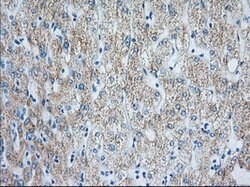HIBCH Mouse anti-Canine, Human, Clone: OTI3H5, lyophilized, TrueMAB 100