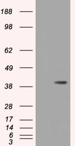 HIBCH Mouse anti-Canine, Human, Clone: OTI3H5, lyophilized, TrueMAB 100