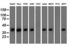 HIBCH Mouse anti-Canine, Human, Clone: OTI3H5, lyophilized, TrueMAB 100