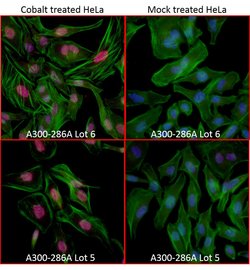 HIF1-alpha Rabbit anti-Human, Mouse, Polyclonal, Bethyl Laboratories 100
