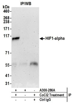 HIF1-alpha Rabbit anti-Human, Mouse, Polyclonal, Bethyl Laboratories 100