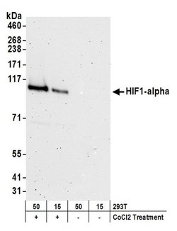 HIF1-alpha Rabbit anti-Human, Mouse, Polyclonal, Bethyl Laboratories 100