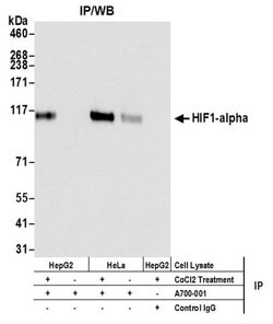HIF1-alpha Recombinant Rabbit Monoclonal Antibody (BL-124-3F7), Bethyl