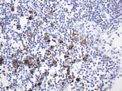 HIF3A Mouse anti-Human, Clone: OTI4C2, lyophilized, TrueMAB 100 &mu;g;