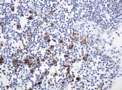 HIF3A Monoclonal Antibody (OTI4C2), TrueMAB , OriGene 100 &mu;L; Unconjugated:Antibodies,
