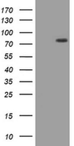HIF3A Monoclonal Antibody (OTI5B7), TrueMAB , OriGene 100 &mu;L; Unconjugated:Antibodies,