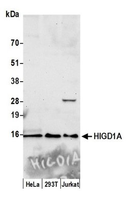 HIGD1A Polyclonal Antibody, Bethyl Laboratories:Antibodies:Primary Antibodies