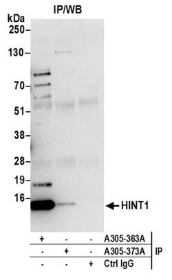 HINT1 Rabbit anti-Human, Polyclonal, Bethyl Laboratories 100 &mu;L; Unconjugated:Antibodies,