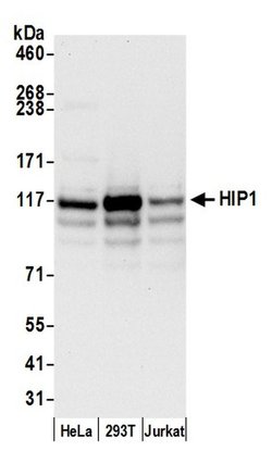 HIP1/Huntingtin-interacting Protein 1 Rabbit anti-Human, Polyclonal, Bethyl