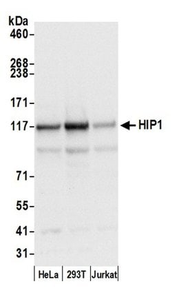 HIP1/Huntingtin-interacting Protein 1 Polyclonal Antibody, Bethyl Laboratories