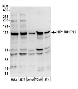 HIP1R/HIP12 Polyclonal Antibody, Bethyl Laboratories:Antibodies:Primary