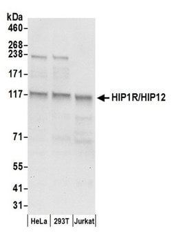 HIP1R/HIP12 Rabbit anti-Human, Polyclonal, Bethyl Laboratories 100 &mu;L;