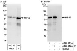 HIP55 Rabbit anti-Human, Polyclonal, Bethyl Laboratories 100 &mu;l; Unlabeled:Antibodies,