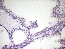 HIPK1 Monoclonal Antibody (OTI5F1), TrueMAB , OriGene 100 &mu;L; Unconjugated:Antibodies,