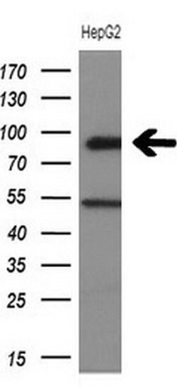 HIPK1 Mouse anti-Human, Clone: OTI3C4, lyophilized, TrueMAB 100 &mu;g;