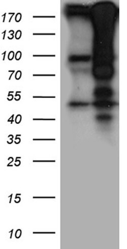 HIRA Rabbit anti-Human, Mouse, Polyclonal, liquid, OriGene 100 &mu;L; Unconjugated:Antibodies,