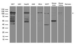 HIRA Rabbit anti-Human, Mouse, Polyclonal, liquid, OriGene 100 &mu;L; Unconjugated:Antibodies,