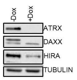 Invitrogen HIRA Polyclonal Antibody 100 &mu;L; Unconjugated:Antibodies,
