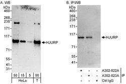 HJURP Rabbit anti-Human, Polyclonal, Bethyl Laboratories 100 &mu;L; Unconjugated:Antibodies,