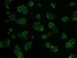 HK2 Mouse anti-Canine, Human, Clone: OTI4C5, lyophilized, TrueMAB 100 &mu;g;