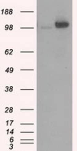 HK2 Mouse anti-Canine, Human, Clone: OTI4C5, lyophilized, TrueMAB 100 &mu;g;