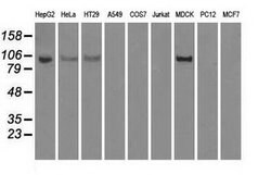 HK2 Mouse anti-Canine, Human, Clone: OTI4C5, lyophilized, TrueMAB 100 &mu;g;