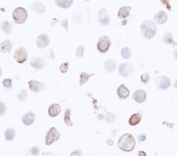 HLA-DR Mouse anti-Human, Clone: LN3, Bethyl Laboratories 100 &mu;L; Unconjugated:Antibodies,