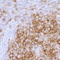 HLA-DR Mouse anti-Human, Clone: LN3, Bethyl Laboratories 100 &mu;L; Unconjugated:Antibodies,