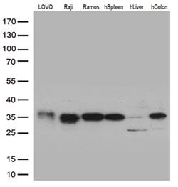 HLA Monoclonal Antibody (OTI4G7), TrueMAB , OriGene 100 &mu;L; Unconjugated:Antibodies