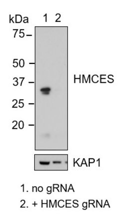 Invitrogen HMCES Polyclonal Antibody 100 &mu;L; Unconjugated:Antibodies,