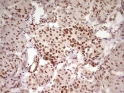 HMG20A Monoclonal Antibody (OTI5E4), TrueMAB , OriGene 100 &mu;L; Unconjugated:Antibodies,