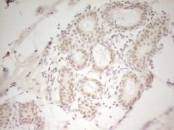 HMG20A Monoclonal Antibody (OTI5E3), TrueMAB , OriGene:Antibodies:Primary