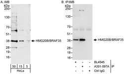 HMG20B/BRAF35 Rabbit anti-Human, Polyclonal, Bethyl Laboratories 100 &mu;L;