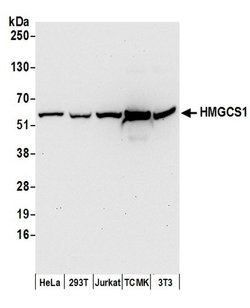 HMGCS1 Rabbit anti-Human, Mouse, Polyclonal, Bethyl Laboratories 100 &mu;L;