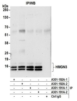 HMGN3 Rabbit anti-Human, Polyclonal, Bethyl Laboratories 10 &mu;L; Unconjugated:Antibodies,