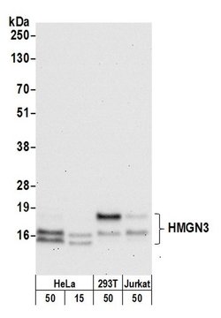 HMGN3 Rabbit anti-Human, Polyclonal, Bethyl Laboratories 100 &mu;L; Unconjugated:Antibodies,
