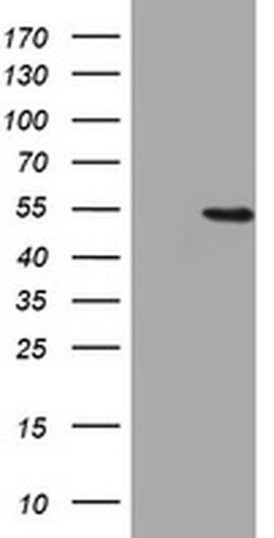 HMGXB4 Monoclonal Antibody (OTI1H10), TrueMAB , OriGene:Antibodies:Primary