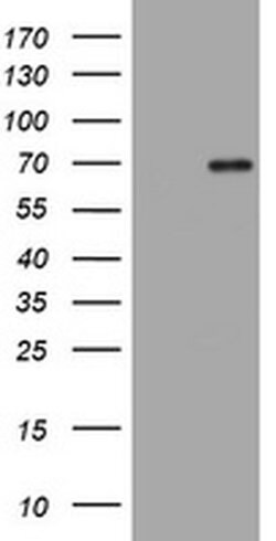 HMGXB4 Monoclonal Antibody (OTI2D3), TrueMAB , OriGene:Antibodies:Primary