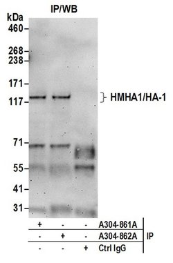 HMHA1/HA-1 Rabbit anti-Human, Polyclonal, Bethyl Laboratories 100 &mu;L;